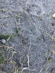 Zoysia minima