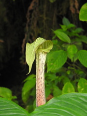 Arisaema nepenthoides