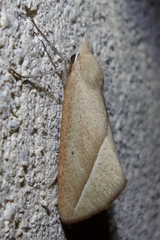 Compsoptera opacaria