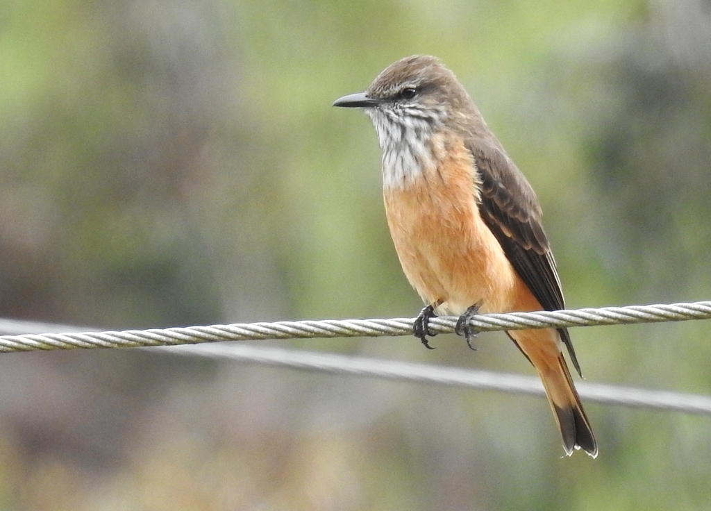 Streak-throated Bush-Tyrant photo