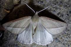 Compsoptera opacaria