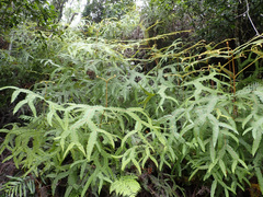 Sticherus brackenridgei