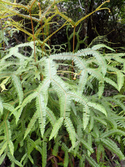 Sticherus brackenridgei