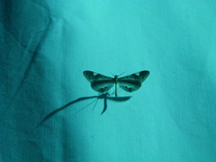 Macrosoma heliconiaria