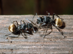 Polyrhachis guerini