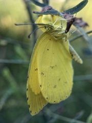 Eurema mandarina