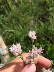 Allium geyeri