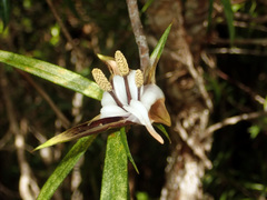 Freycinetia