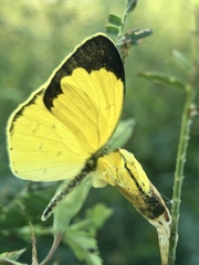 Eurema mandarina