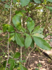 Chiococca pachyphylla
