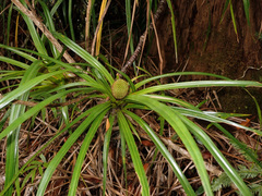 Freycinetia