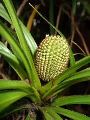 Freycinetia
