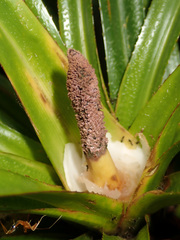 Freycinetia