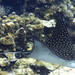Spotted Eagle Ray - Photo (c) Michael Konecky, some rights reserved (CC BY-NC)