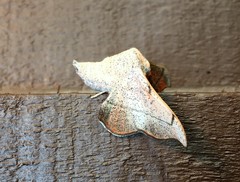 Cicinnus melsheimeri