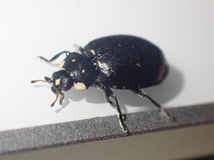 Hippodamia moesta moesta