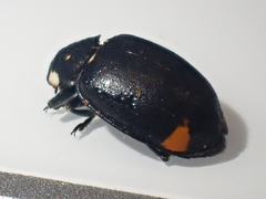 Hippodamia moesta moesta