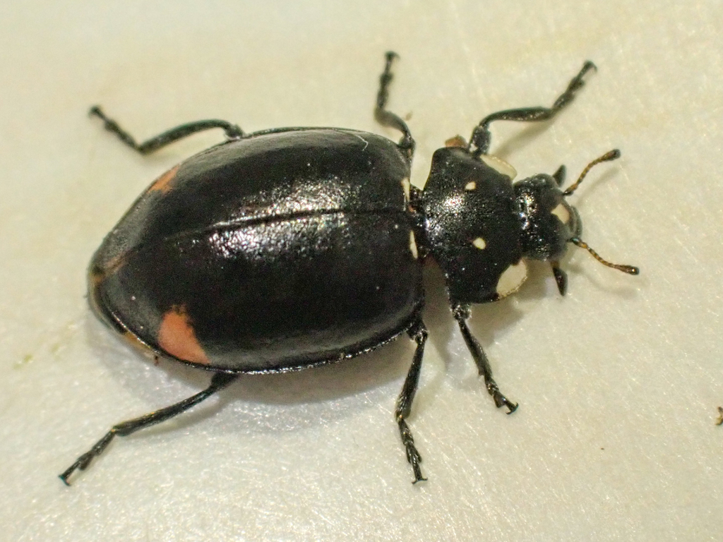 Sorrowful Lady Beetle
