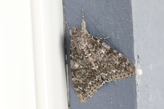 Catocala semirelicta