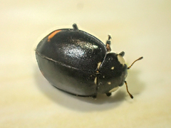 Hippodamia moesta moesta