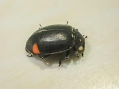 Hippodamia moesta moesta