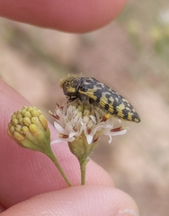 Acmaeodera decipiens