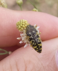 Acmaeodera decipiens