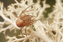 Larinia borealis