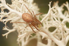 Larinia borealis