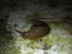 Megaustenia imperator