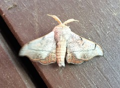 Cicinnus melsheimeri