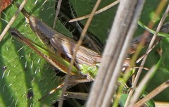 Pseudochorthippus curtipennis
