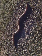 Phyllorhynchus decurtatus