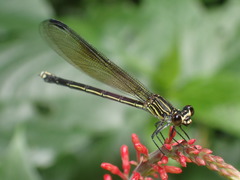 Heliocypha perforata