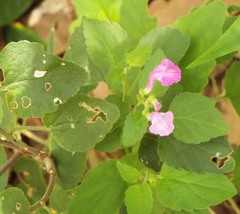 Scutellaria seleriana