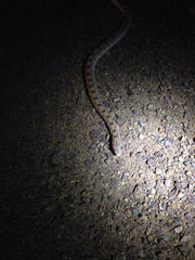 Phyllorhynchus decurtatus