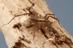 Pardosa distincta
