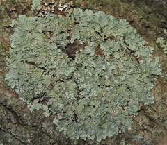 Crespoa crozalsiana