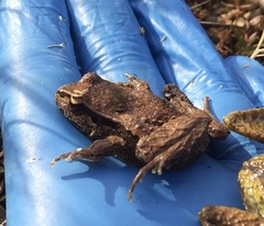 Chiloe Island Ground Frog photo 5