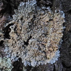 Crespoa crozalsiana