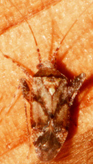 Phytocoris breviusculus