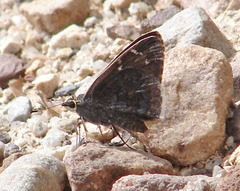 Cogia caicus