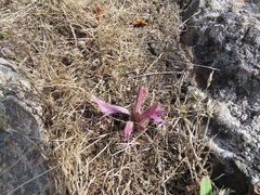 Aphyllon californicum californicum