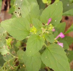 Scutellaria seleriana