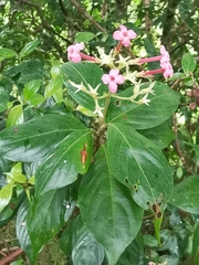 Arachnothryx calycosa