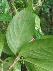 Arachnothryx calycosa