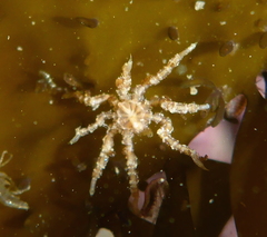 Eupantopodida
