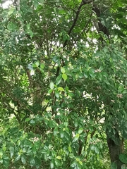 Arachnothryx calycosa