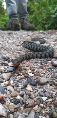 Natrix helvetica sicula
