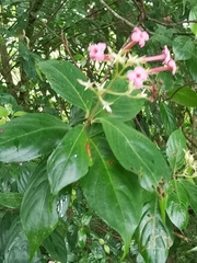 Arachnothryx calycosa